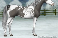 Horse Color:Grullo Splash Tobiano 