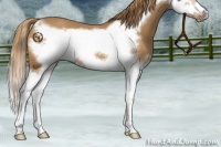 Horse Color:Chestnut Splash Frame