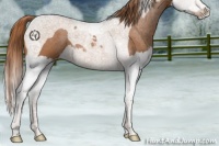 Horse Color:Chestnut Splash Tobiano