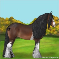 Horse Color:White Spotted Brown Sabino 