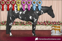 Horse Color:White Spotted Liver Chestnut