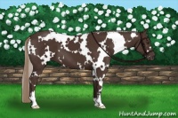 Horse Color:White Spotted Liver Chestnut 