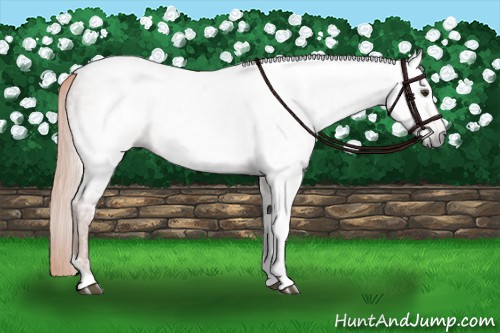 Horse Color:Gray Chestnut Ice Tobiano