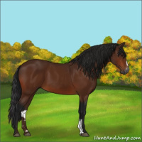 Horse Color:Gray Bay Sabino 