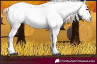 Horse Color:White Spotted Black Splash Tobiano Frame Varnish