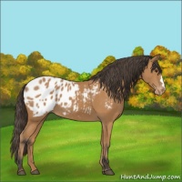 Horse Color:Bay Appaloosa