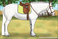 Horse Color:White Spotted Gold Cream Champagne Appaloosa