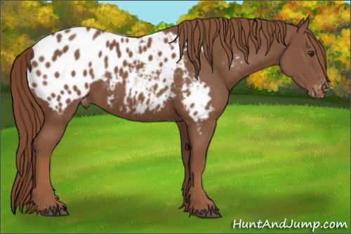 Horse Color:Chestnut Appaloosa 