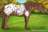 Horse Color:Chestnut Appaloosa 