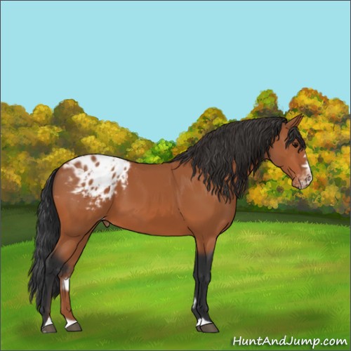 Horse Color:Bay Splash Frame Appaloosa 