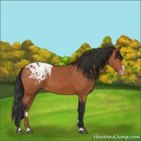Horse Color:Bay Splash Frame Appaloosa 