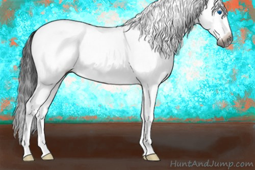 Horse Color:Gray White Spotted Black Splash Appaloosa 