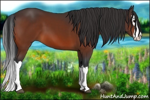 Horse Color:Bay Splash