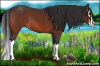 Horse Color:Bay Splash 