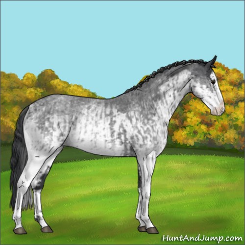 Horse Color:White Spotted Blue Roan Rabicano and White Spotted Blue Roan Splash Rabicano