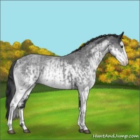 Horse Color:White Spotted Blue Roan Rabicano  and White Spotted Blue Roan Splash Rabicano 