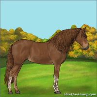 Horse Color:Gray Chestnut  and Gray Chestnut 