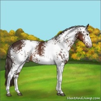 Horse Color:White Spotted Liver Chestnut 