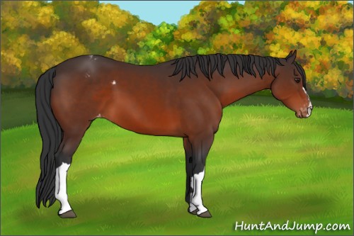 Horse Color:Brown Appaloosa 