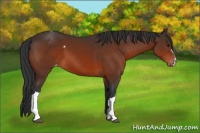 Horse Color:Brown Appaloosa 