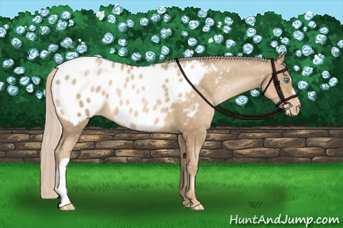 Horse Color:Chocolate Palomino Pearl Appaloosa