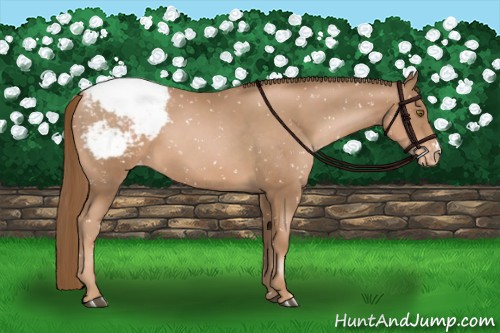 Horse Color:Liver Chestnut Pearl Snowflake Varnish