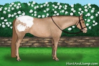 Horse Color:Liver Chestnut Pearl Appaloosa 
