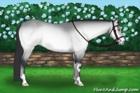 Horse Color:Bay Chinchilla Onyx 