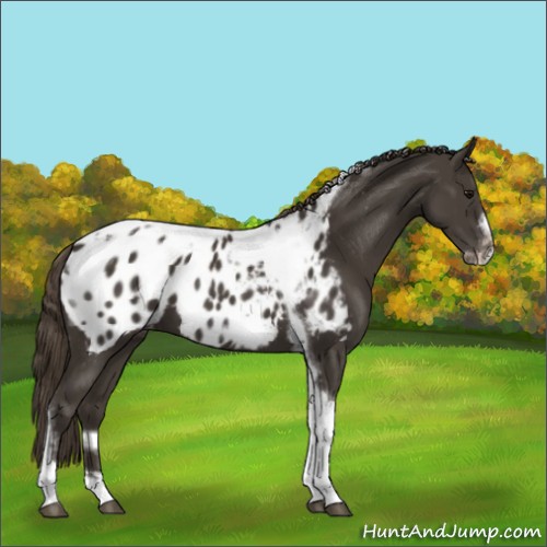 Horse Color:Smoky Black Tobiano Frame Appaloosa 