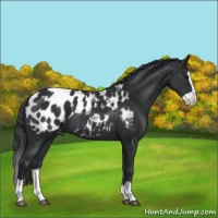Horse Color:Black Splash Appaloosa 