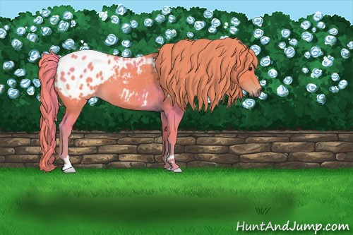 Horse Color:Gray Watercolor Red Roan Appaloosa 