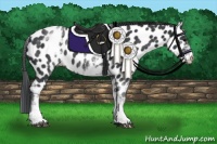Horse Color:White Spotted Black Appaloosa Rabicano 