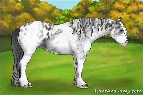 Horse Color:White Spotted Black Appaloosa 