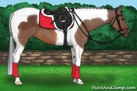 Horse Color:Bay Tobiano 