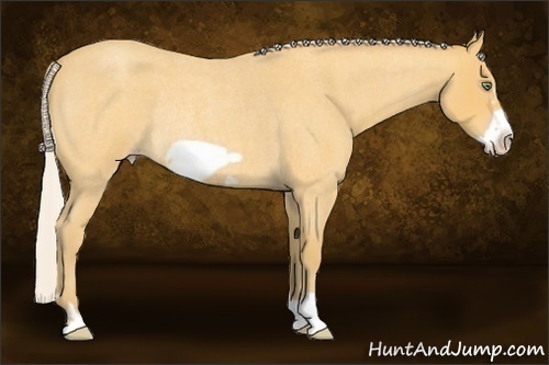 Horse Color:Silver Amber Cream Champagne Roan Frame Rabicano 