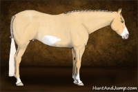 Horse Color:Silver Amber Cream Champagne Roan Frame Rabicano