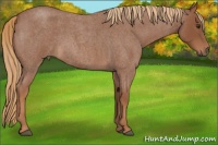 Horse Color:Red Roan 