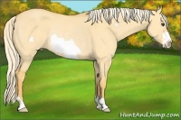 Horse Color:Palomino Dun Frame Rabicano