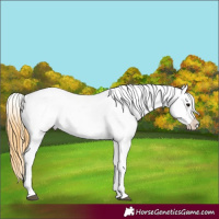 Horse Color:Buckskin Tobiano Blanket 