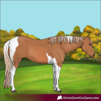 Horse Color:Chestnut Tobiano