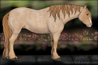 Horse Color:Red Roan Splash 