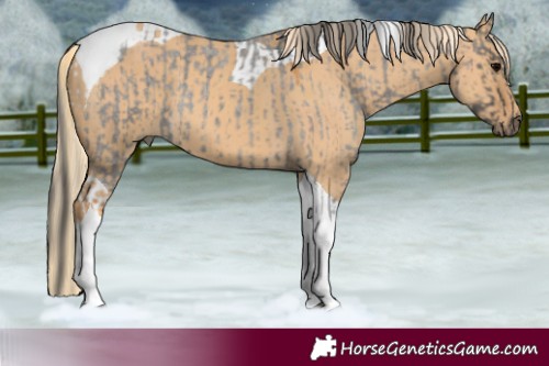 Horse Color:Grullo Roan Tobiano Rabicano and Red Dun Tobiano