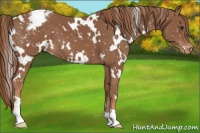 Horse Color:White Spotted Chestnut Appaloosa 