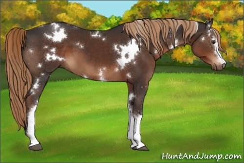 Horse Color:White Spotted Liver Chestnut