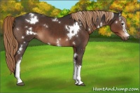 Horse Color:White Spotted Liver Chestnut