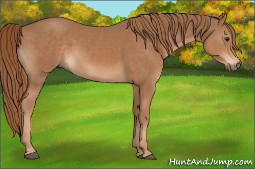Horse Color:Chestnut 