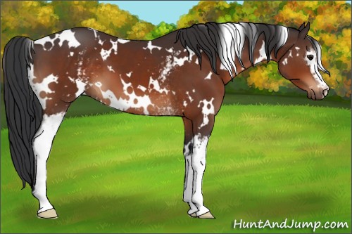 Horse Color:White Spotted Bay 