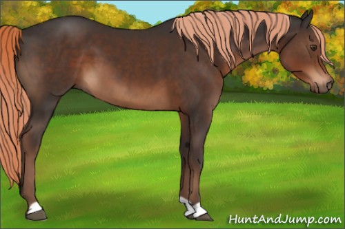 Horse Color:Liver Chestnut