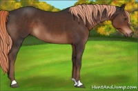 Horse Color:Liver Chestnut 