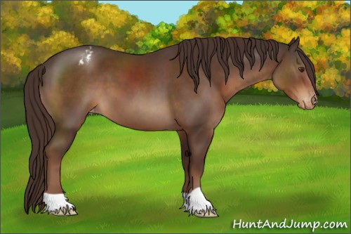 Horse Color:Liver Chestnut Varnish